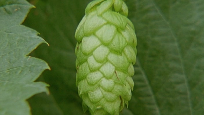 Ein Hopfen-Blütenstand