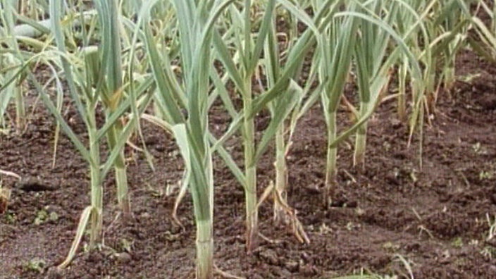 Knoblauchpflanzen auf einem Feld