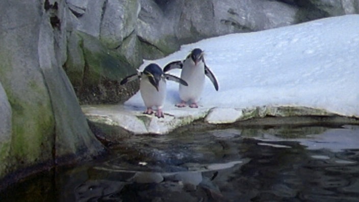 Zwei Pinguine im Zoo