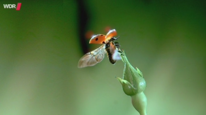 Marienkäfer mit ausgebreiteten Flügeln