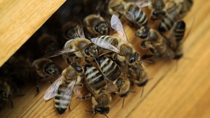 Bienen tummeln sich am Eingang zum Bienenstock.