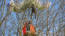 Ein Gleitschirmflieger hängt nach einem Absturz in einem Baum, während die Feuerwehr mit einer Drehleiter versucht, ihn zu retten.