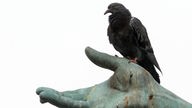 Taube sitzt auf der Hand eines Denkmals