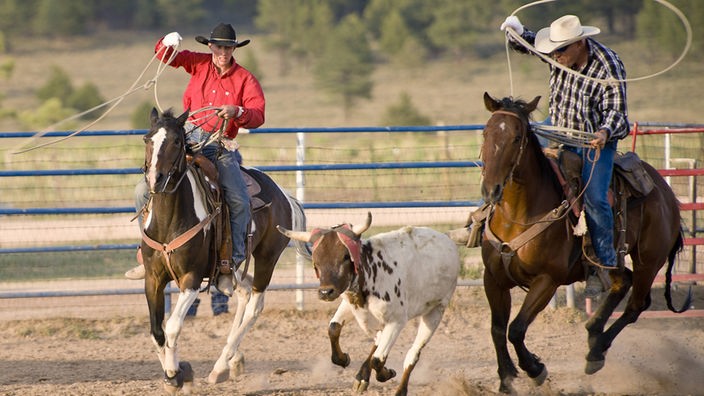 Zwei Cowboys versuchen im Rahmen eines Rodeo-Wettkampfes einen Stier mit dem Lasso einzufangen. 