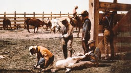 Historische Aufnahme aus dem Jahr 1900 mit einer Gruppe Cowboys auf einer Ranch, die ein Rind brandmarken.