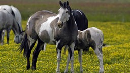 Braun-weiß gefleckte American Quarter Horse-Stute mit Fohlen in einer Herde auf einer Wiese.
