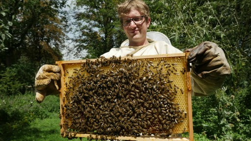 Bienen und Bienenwabe