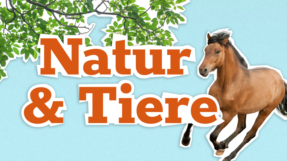 Grüne Zweige und ein galoppierendes Pferd vor blauem Hintergrund. Vorne Schriftzug 'Natur & Tiere'.