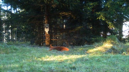 Wildtiere in der Fotofalle des Nationalparks Harz.