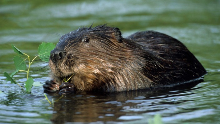Eurasischer Biber frisst Blätter in einem Teich.