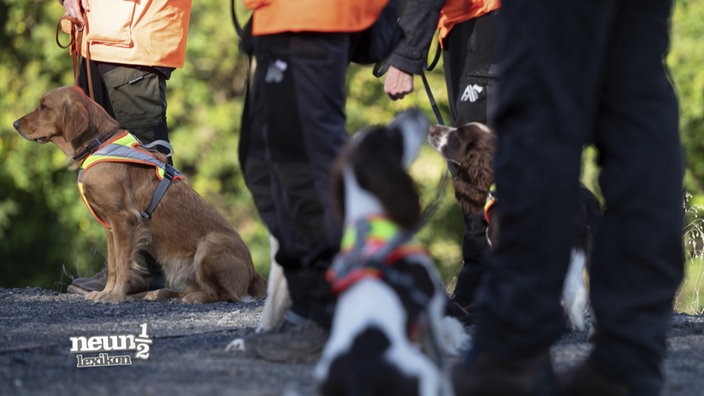 Mehrere Artenspürhunde stehen neben in ihren Hunderhaltern