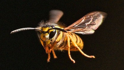 Großaufnahme einer Wespe im Flug.