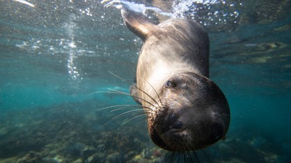 Seelöwe schwimmt unter Wasser auf Kamera zu.