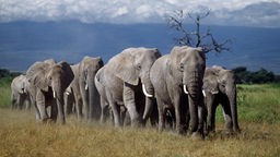 Elefanten in der Ngorongoro Conservation Area, einem Naturschutzgebiet in Tansania.