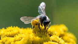 Biene auf einer gelben Blüte.