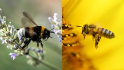 Geteiltes Bild: Links eine Hummel, rechts eine Biene.