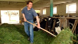 Ein Bauer steht mitten im Stall im grünen Futter und hält eine Forke in der Hand, neben ihm fressen die Kühe.