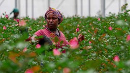 Kenianische Rosenpflückerin steht mitten in einem Feld pinker Rosen in einem Gewächshaus.