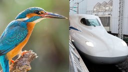 Geteiltes Bild: Links Eisvogel, rechts Front des japanischen Hochgeschwindigkeitszugs Shinkansen.