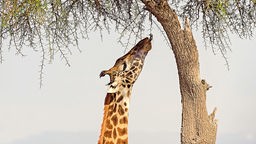 Giraffe steht neben Baum und reckt ihren Hals zu den Zweigen.