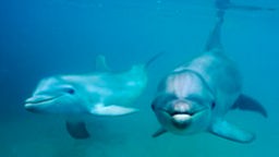 Zwei Delfine schwimmen auf die Kamera zu