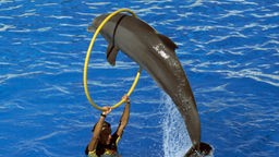 Mehrere Delfine springen während einer Delfin-Show aus dem Wasser und schnappen nach einem Ball.