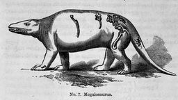 Richard Owens Skizze eines Megalosaurus.