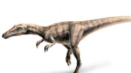 Zeichnung eines kleinen Coelurosauriers.