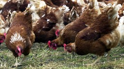 Hühner in Freilandhaltung picken Körner von Boden.