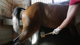 Hand hält Glasbecher unter urinierendes Pferd.