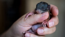 Ein zwei Wochen altes Eichhörnchen wird in einer Hand gehalten.
