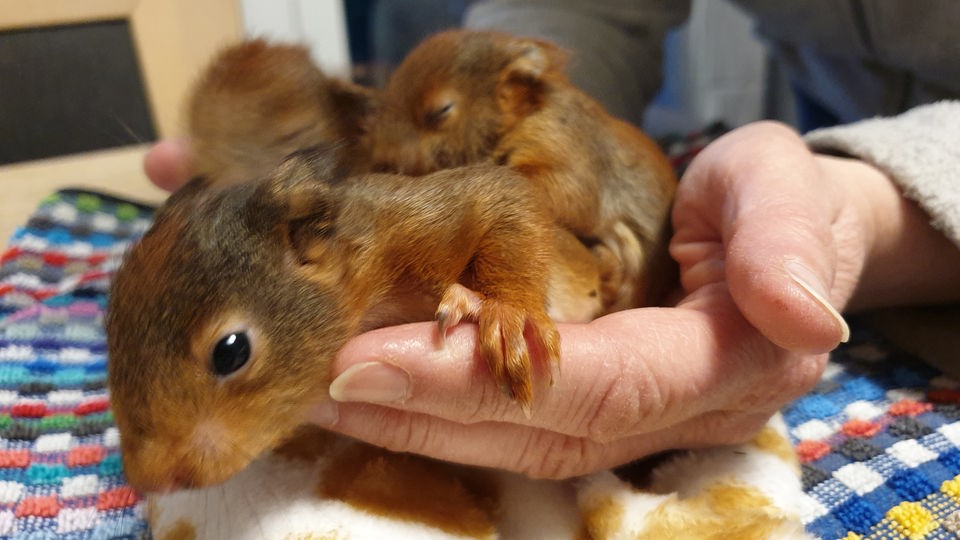 Junge Eichhörnchen liegen auf einer Hand.