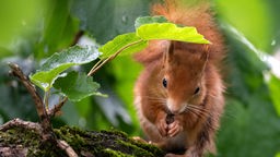 Ein Eichhörnchen sitzt auf einem Ast und frisst eine Nuss.