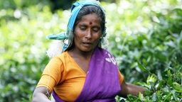 Eine Frau auf Sri Lanka pflückt Tee.