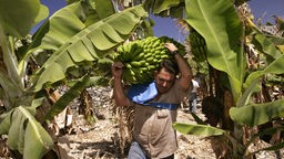 Arbeiter trägt Bananenstaude durch Bananenplantage.