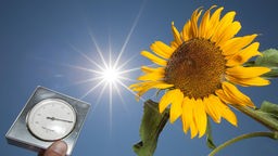 Sonnenblume und Sonne, Hand hält Thermometer ins Bild.