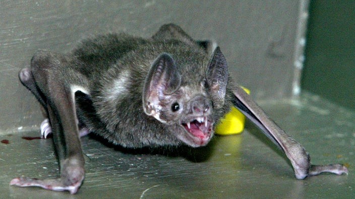 Ein Vampir (Desmodus Rotundus) mit blutbeleckter Lippe zeigt seine Zähne.