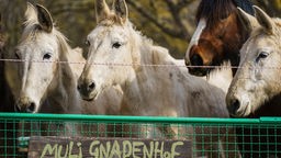 Drei Mulis und ein Pferd stehen hinter einem Zaun, an dem ein Schild mit der Aufschrift 'Muli-Gnadenhof' hängt.