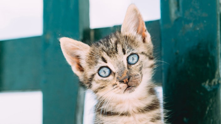 Kleine Katze schaut in Kamera.