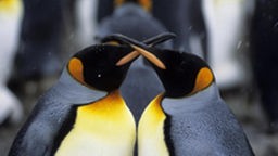 Zwei Pinguine reiben die Schnäbel aneinander.
