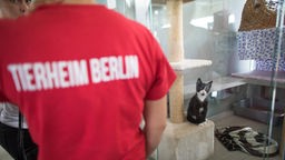 Aufschrift auf T'Shirt: Tierheim Berlin, im Hintergrund sitzt eine Katze.