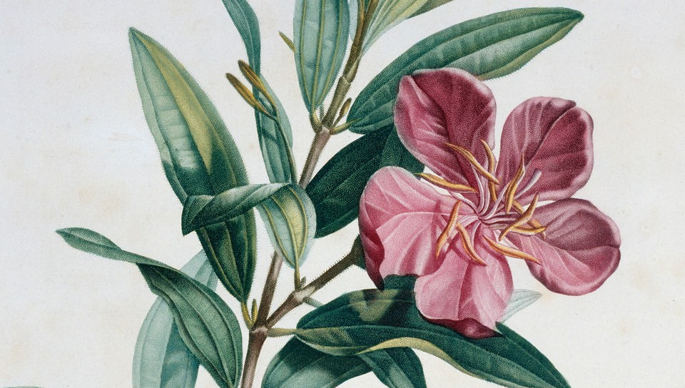 Zeichnung einer Blume, die nach einer Skizze von Humboldt angefertigt wurde.