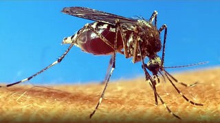 Großaufnahme: Mücke sticht ihren Rüssel in Haus eines Menschen.