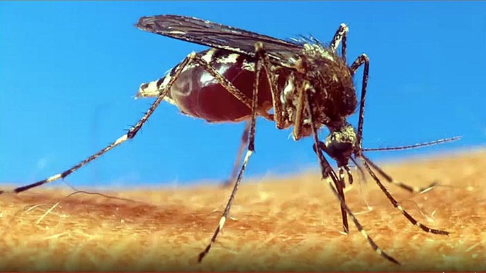 Großaufnahme: Mücke sticht ihren Rüssel in Haus eines Menschen.