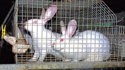 Zwei weiße Kaninchen mit roten Augen in Käfig.
