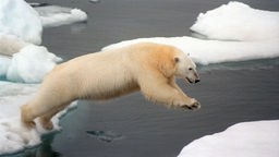 Ein Eisbär springt von einer Eisscholle zur anderen