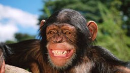 Lachender Schimpanse