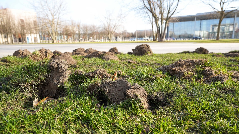 Aktivistinnen und -aktivisten der Letzten Generation pflanzen Kartoffeln vor dem Kanzleramt an.