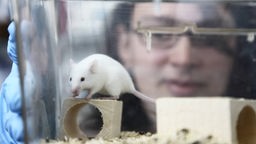 Eine Labormitarbeiterin schaut in einen Glaskasten mit einer weißen Maus.