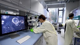 In einem Labor werden Zellkulturen unter dem Mikroskop untersucht.
